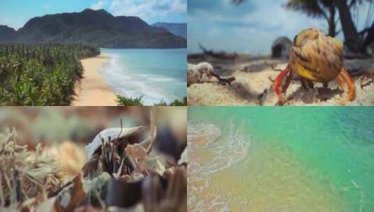 美丽大海海边椰树椰林寄居蟹高清在线视频素材下载