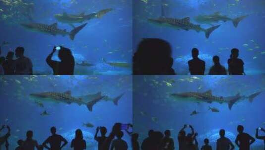 水族馆 鲸鲨高清在线视频素材下载