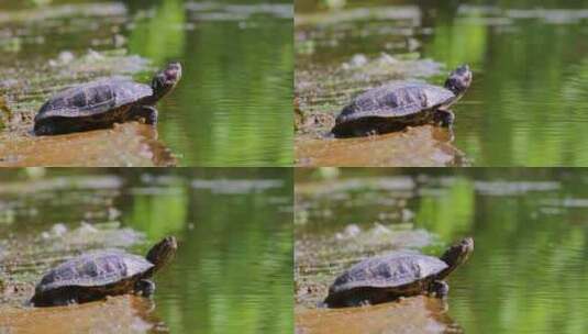 乌龟 海龟 爬行动物 两栖动物高清在线视频素材下载
