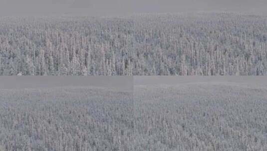 拉皮什苔原白雪覆盖的冷杉林全景高清在线视频素材下载