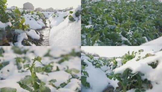 瑞雪兆丰年大雪覆盖农作物高清在线视频素材下载