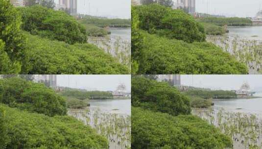 湛江市霞山观海长廊红树林保护区高清在线视频素材下载