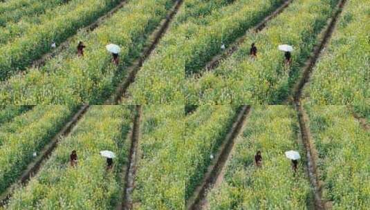 中国广东省广州市南沙区东涌油菜花高清在线视频素材下载