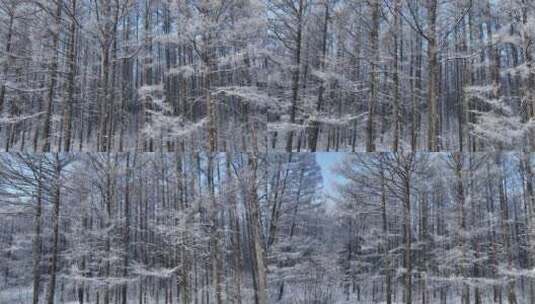 银装素裹冰雪树林高清在线视频素材下载