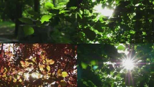 阳光穿过树林光高清在线视频素材下载