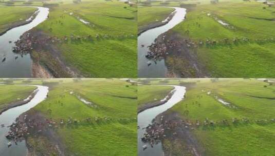 额尔古纳湿地牧场高清在线视频素材下载