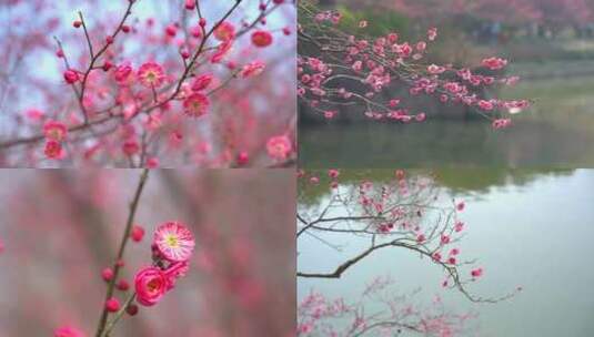 春天盛开的梅花花朵高清在线视频素材下载