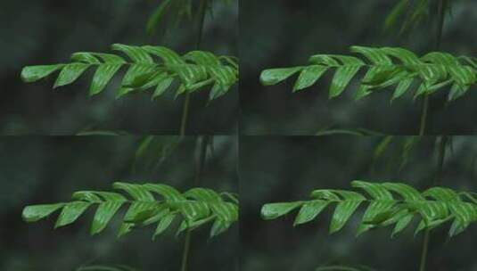 海南省大自然森林雨滴下雨河流山水农业风景高清在线视频素材下载
