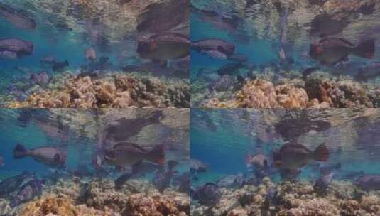 海底世界海底鱼群高清在线视频素材下载