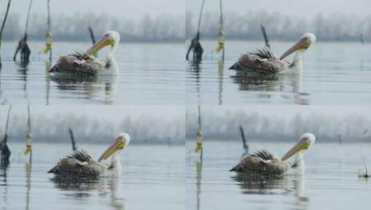 希腊克尔基尼湖Pelecanus ono高清在线视频素材下载