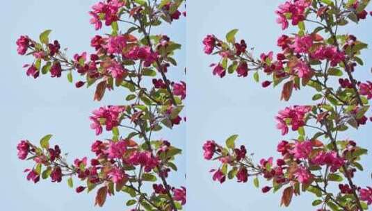 春天阳光下盛开的红色海棠花花朵花簇高清在线视频素材下载