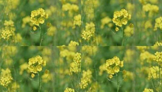 春天盛开的黄色油菜花与采蜜蜜蜂满画幅特写高清在线视频素材下载