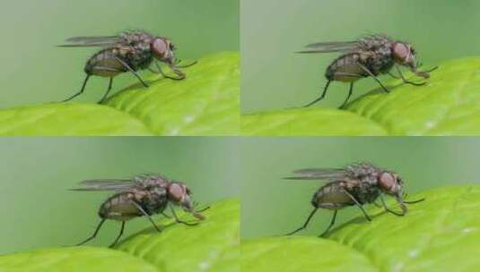 户外苍蝇在绿叶上吸食的微观升格特写高清在线视频素材下载