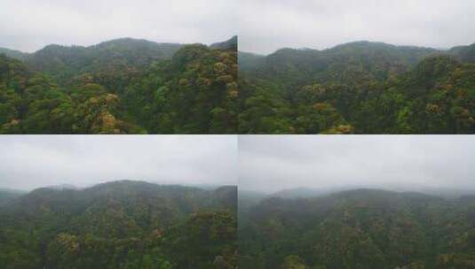 航拍森林山脉云雾环保沙县萝卜岩楠木保护区高清在线视频素材下载