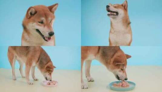 宠物狗柴犬吃零食吃罐头微笑小狗柴犬空镜高清在线视频素材下载