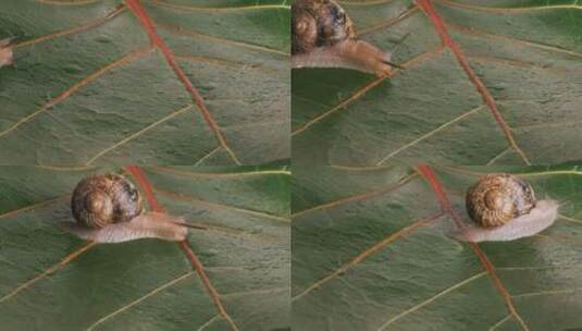 大葡萄蜗牛在潮湿的绿叶上爬行高清在线视频素材下载
