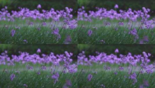 公园紫色盛开的花在风中摇曳17秒特写镜头高清在线视频素材下载