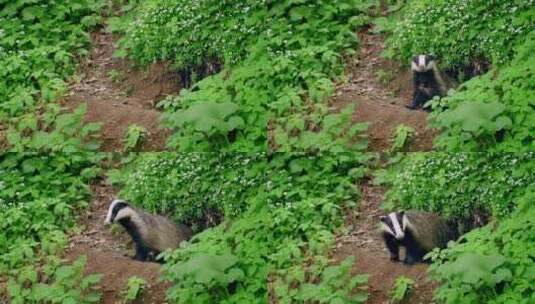 獾，哺乳动物，陋居，野生高清在线视频素材下载