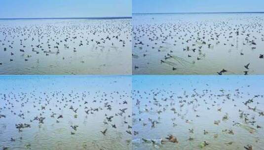 湖南岳阳东洞庭湖湿地候鸟鸟群高清在线视频素材下载