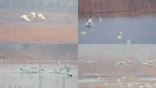 白天鹅在湿地飞翔嬉戏引吭高歌4K高清在线视频素材下载