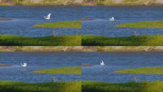 白鹭在湿地公园里的湖水上飞行高清在线视频素材下载