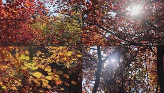 秋天满山红叶风景高清在线视频素材下载