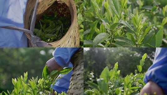 装满茶叶的竹篮特写高清在线视频素材下载