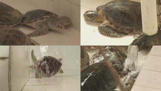 广东惠州惠东海龟馆海龟4K实拍高清在线视频素材下载