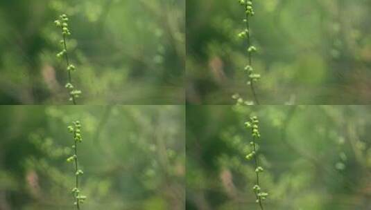 大自然  春天  夏天 植物 绿色高清在线视频素材下载