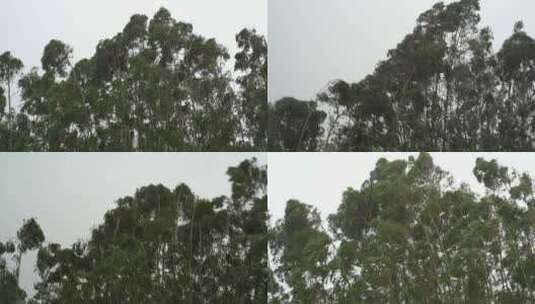 台风森林狂风暴雨风吹树林风吹雨打树木下雨高清在线视频素材下载