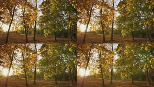 秋天公园日落高清在线视频素材下载