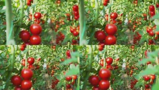 向右移摄挂满红番茄的菜园高清在线视频素材下载