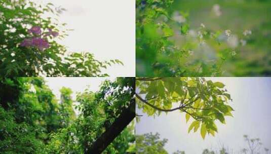 深山老林花朵绿色植物高清在线视频素材下载