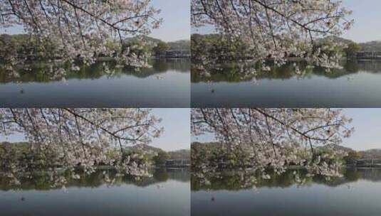 中国杭州西湖曲苑风荷樱花盛开高清在线视频素材下载