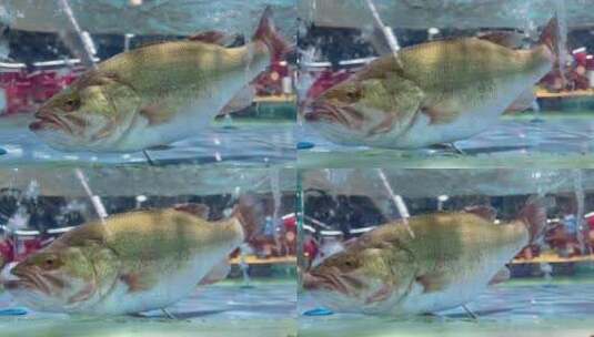 水缸里中华黄鲈鱼高清在线视频素材下载
