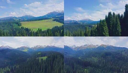 新疆库尔德宁恰西雪山森林伊犁松树绿色蓝天高清在线视频素材下载