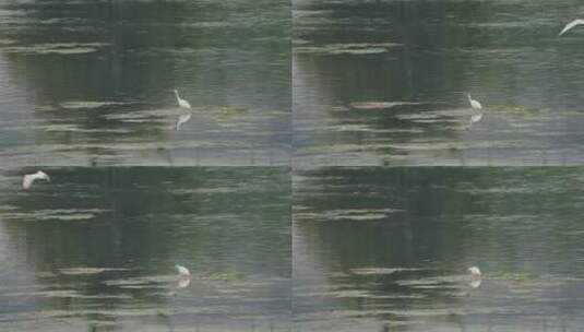 湿地的白鹭飞翔和觅食高清在线视频素材下载