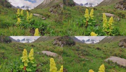 四川甘孜理塘格聂山区阿沙贡格雪山下的花海高清在线视频素材下载