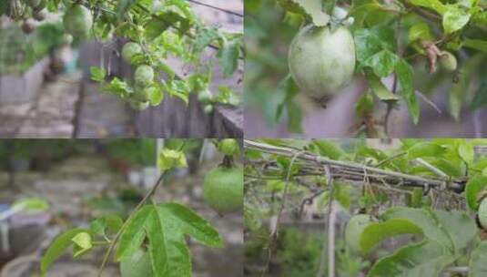 百香果 农业 水果 果实高清在线视频素材下载