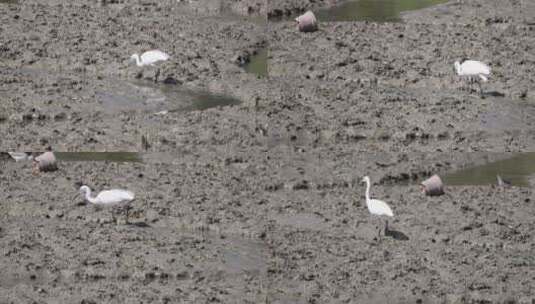 白鹭 大白鹭 湿地 湿地公园 公园 保护区高清在线视频素材下载