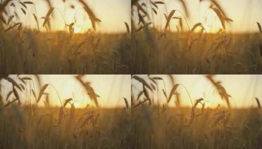 阳光照耀下的金色的小麦成熟高清在线视频素材下载