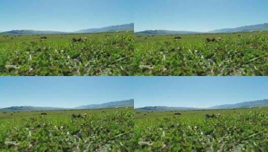 4K新疆草原上在吃草的马儿高清在线视频素材下载