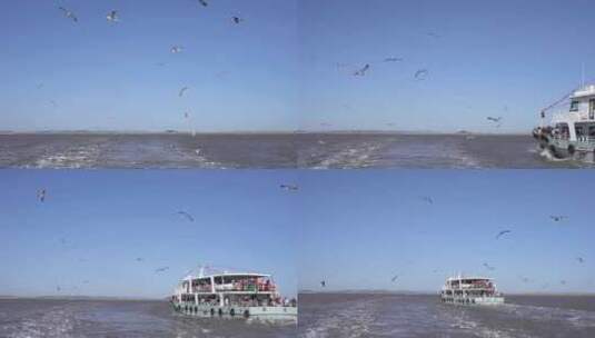 跟着船飞翔的海鸥高清在线视频素材下载