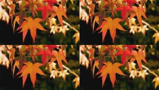 秋天枫叶变红了高清在线视频素材下载