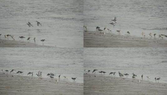 深圳湾红树林湿地生态高清在线视频素材下载