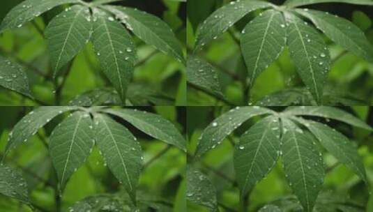 叶子上的水滴 雨中植物 雨点落在绿色植物上高清在线视频素材下载