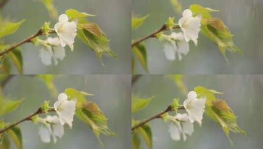 海棠 绿叶 细雨 3高清在线视频素材下载