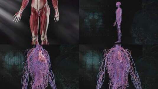 人体解剖 人体组织 人体器官 医学高清在线视频素材下载