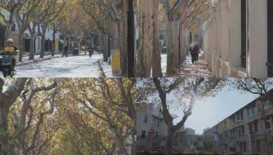 上海秋天的梧桐树街道高清在线视频素材下载