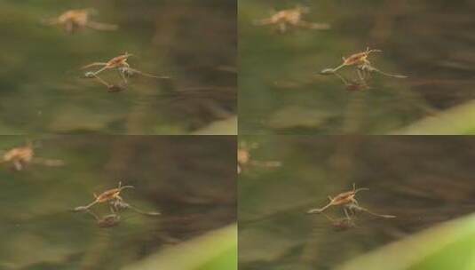 池塘水面水黾水蜘蛛水猛昆虫高清在线视频素材下载